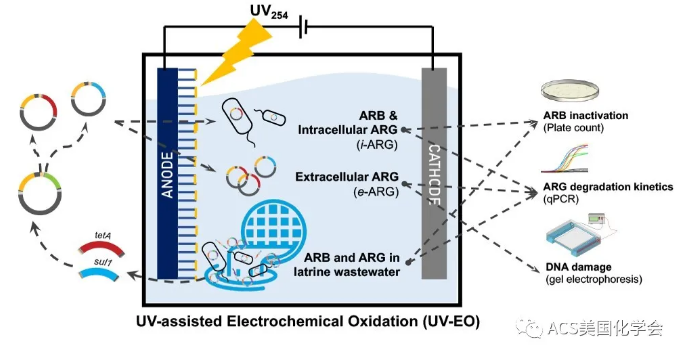 紫外光輔助電化學氧化去除污水中的抗性細菌與基因-